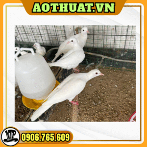 Chim Bồ Câu 1 Cặp 2 Con